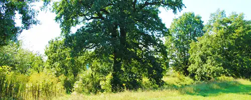 Borna Ortsteil Kesselshain